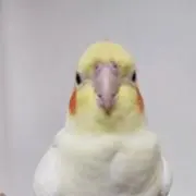 rrkkuu wwuummの画像