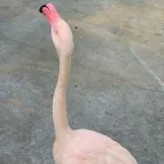 ぱに