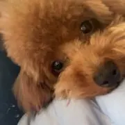 Orange！の画像