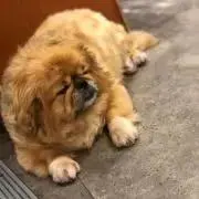 adjimpsの画像