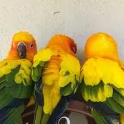 はちこ