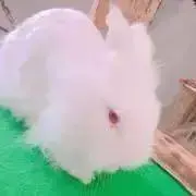 ちゃきの画像