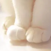 リンモク