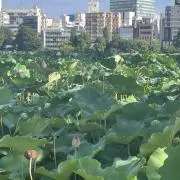 ひるの画像