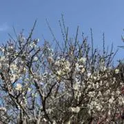 めいの画像