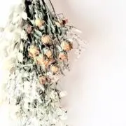ぽむの画像