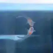 メガネさん:)の画像