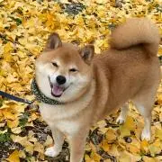 ケンケンの画像