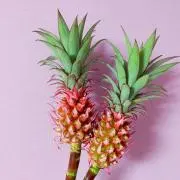 maison_de_hayabusaの画像
