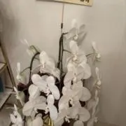 あさりの画像