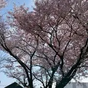 ゆなの画像
