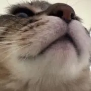 みその画像