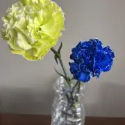 MHMの画像