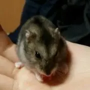 エクレアの画像