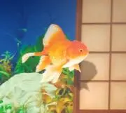 TTの画像