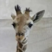 きりんの画像