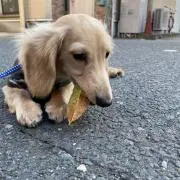 ☆の画像