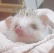 紫苑
