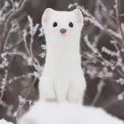 おこじょの画像