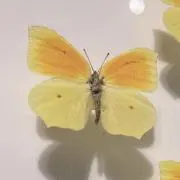 usamiの画像