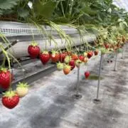 おにぎりの画像