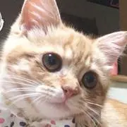 クー子・D