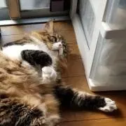 そやの画像