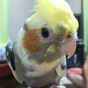めいの画像