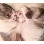 vanの画像