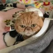 にゃにゃパパ