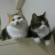 ジュンコの画像