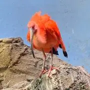 ぺがの画像