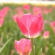 ぷりん。の画像