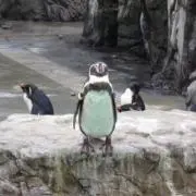 penの画像