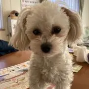 愛犬の画像