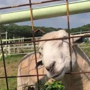 pochinonの画像