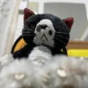 みーちゃんの画像
