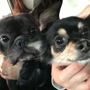 ゆりぽすの画像