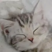 愛心ねこの画像