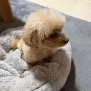 ポッチャマの画像
