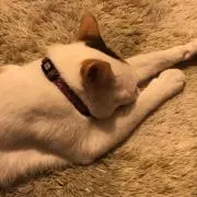 コロコロ&ちょこの画像