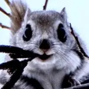 ちびてんの画像