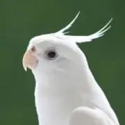 コカティの画像