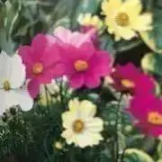 コスモスの画像