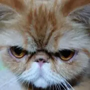 るるる