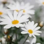 マーガレット