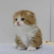 ☆