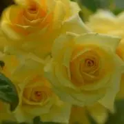 ともりん　⚠プロフ必読お願いします！の画像