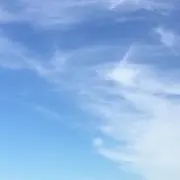 シナモンの画像