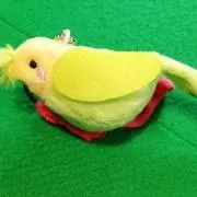 Kotoriの画像